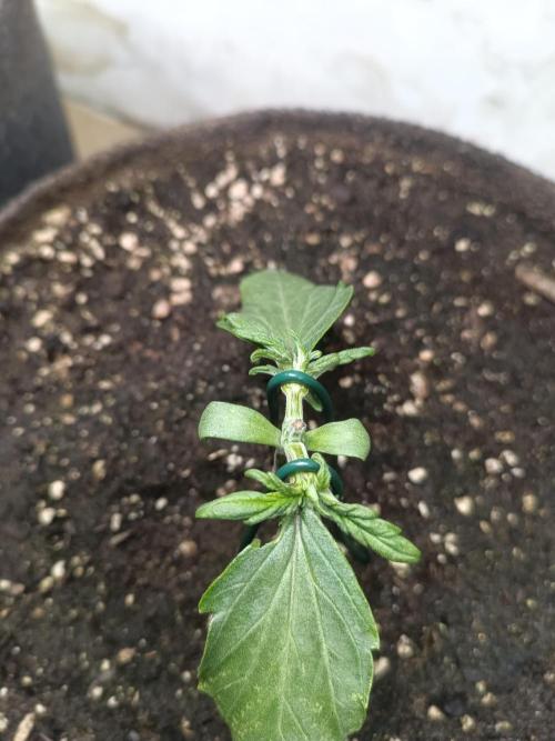 Dankberry Outdoor 🥦👨‍🌾🐝. Week 3
