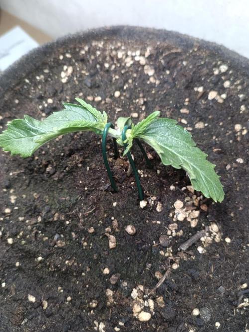 Fat-Bastard Outdoor 🥦👨‍🌾🐝. Week 3