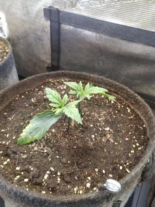 Purple People Eater Auto. Week 3