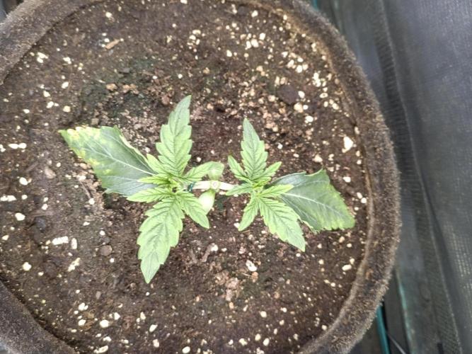 Purple People Eater Auto. Week 3
