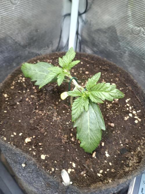 Purple People Eater Auto. Week 3