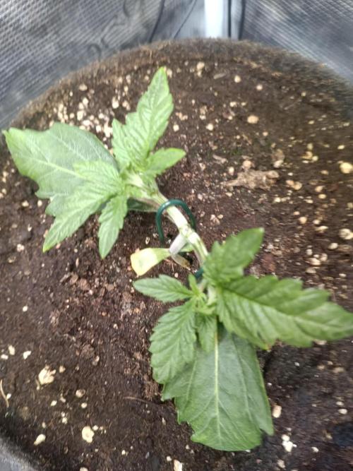 Purple People Eater Auto. Week 3