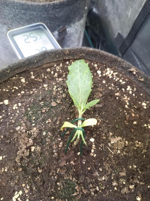 Purple People Eater Auto. Week 3