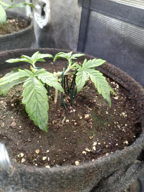 Purple People Eater Auto. Week 4 - PPE 1-1