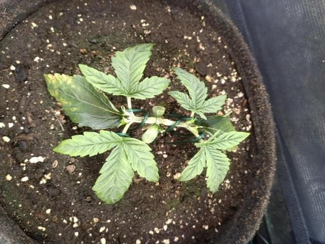 Purple People Eater Auto. Week 4 - PPE 1-2