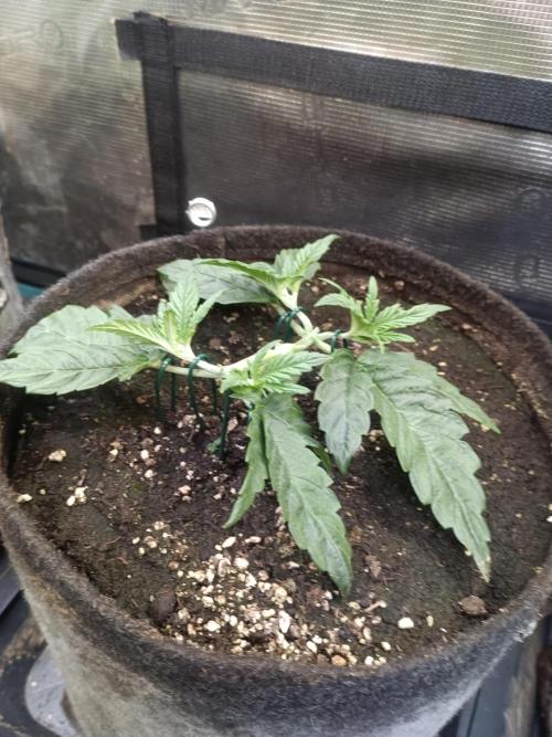 Purple People Eater Auto. Week 4 - PPE 1-3
