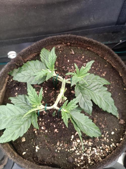 Purple People Eater Auto. Week 4 - PPE 1-4