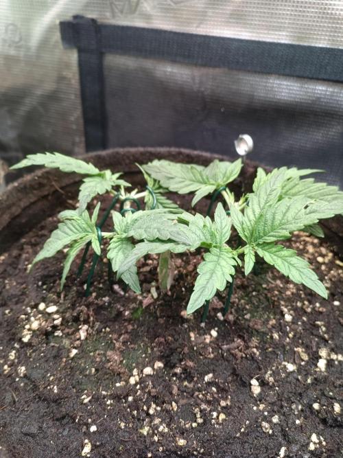 Purple People Eater Auto. Week 4 - PPE 1-5