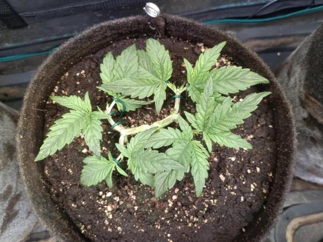 Purple People Eater Auto. Week 4 - PPE 1-6