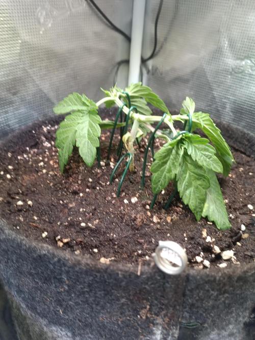 Purple People Eater Auto. Week 4 - PPE 2-1