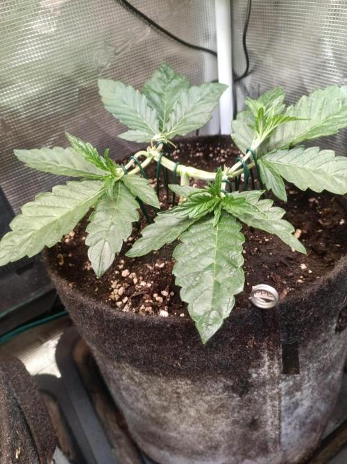 Purple People Eater Auto. Week 4 - PPE 2-3