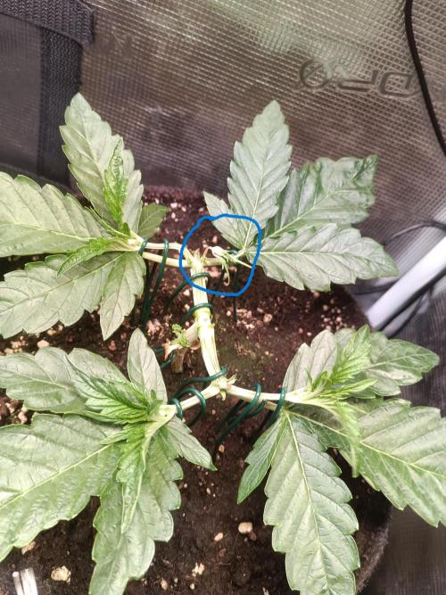 Purple People Eater Auto. Week 4 - PPE 2-4