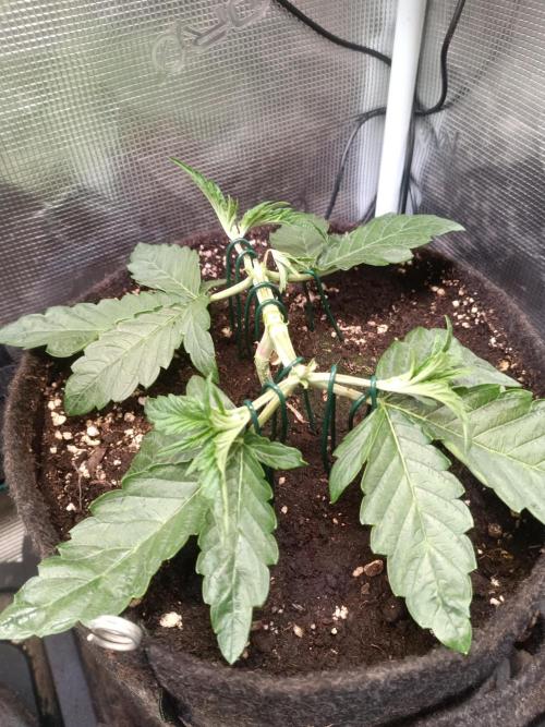 Purple People Eater Auto. Week 4 - PPE 2-5