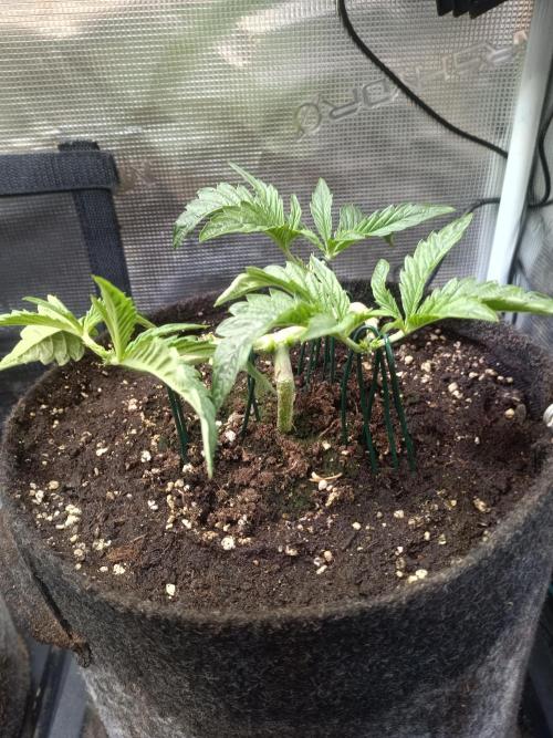 Purple People Eater Auto. Week 4 - PPE 2-6