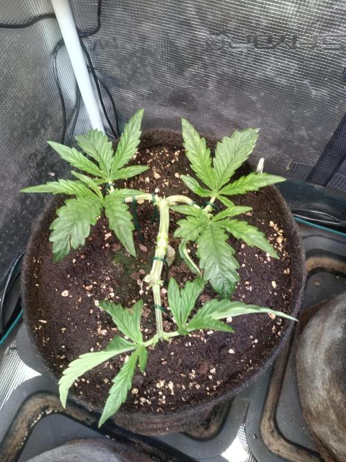 Purple People Eater Auto. Week 4 - PPE 2-7