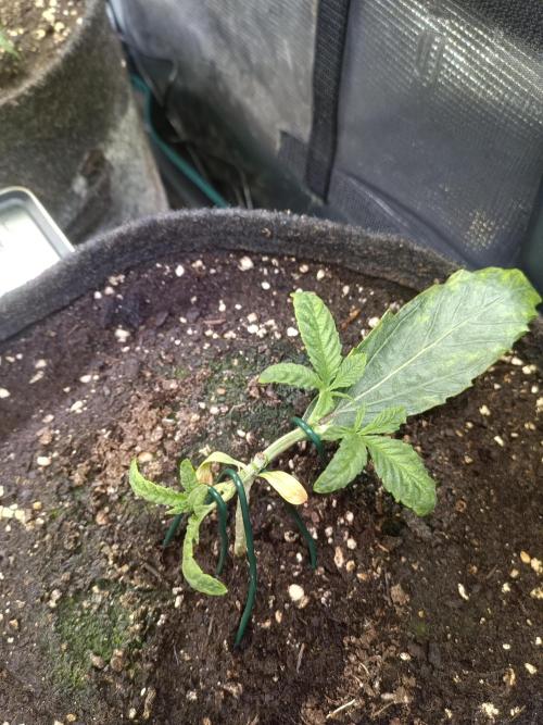 Purple People Eater Auto. Week 4 - PPE 3-2