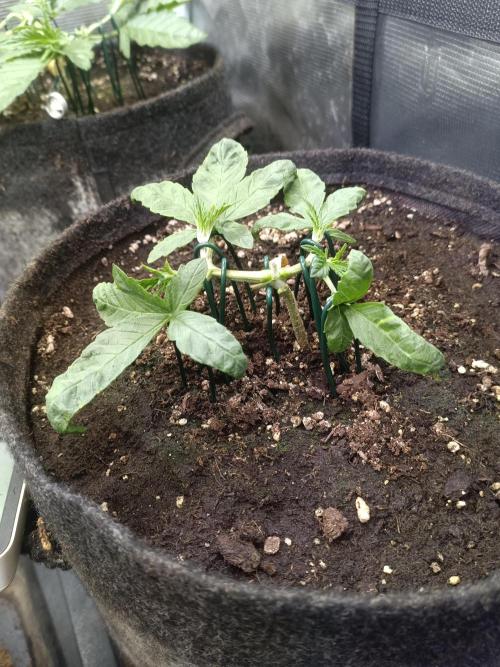 Purple People Eater Auto. Week 4 - PPE 3-3