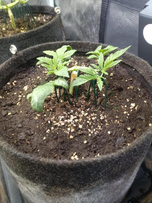 Purple People Eater Auto. Week 4 - PPE 3-5