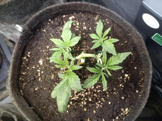 Purple People Eater Auto. Week 4 - PPE 3-6