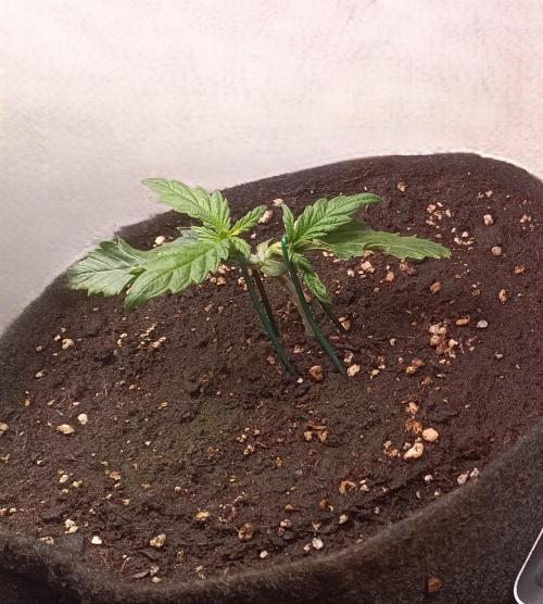 Fat-Bastard Outdoor 🥦👨‍🌾🐝. Week 4