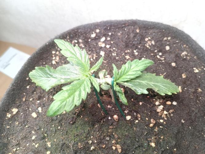 Fat-Bastard Outdoor 🥦👨‍🌾🐝. Week 4