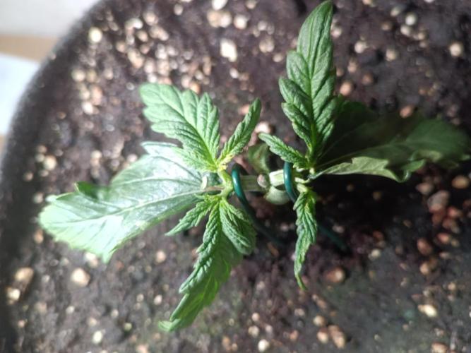 Fat-Bastard Outdoor 🥦👨‍🌾🐝. Week 4