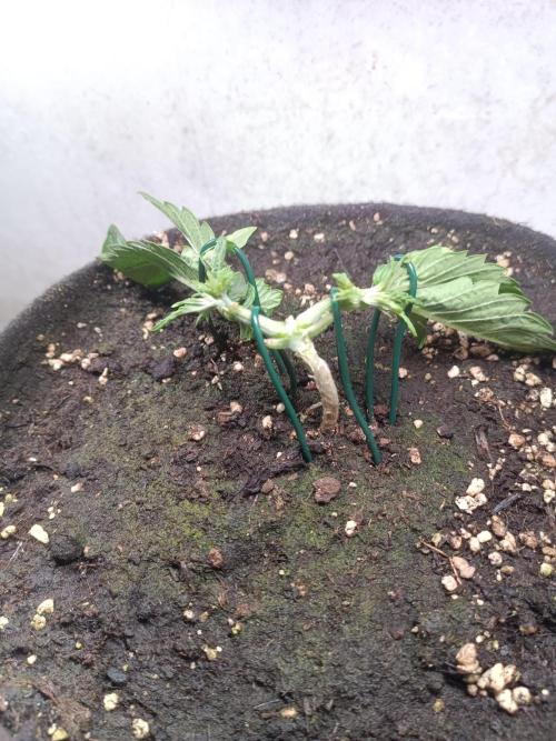 Fat-Bastard Outdoor 🥦👨‍🌾🐝. Week 4
