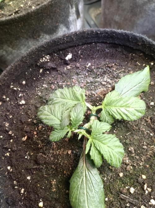 Dankberry Auto-Deep Pots, Full Potential. Week 4 - DB 1-1