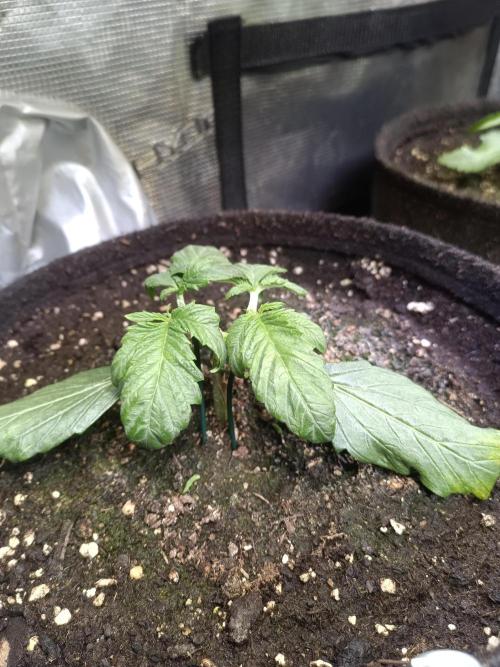 Dankberry Auto-Deep Pots, Full Potential. Week 4 - DB 1-2