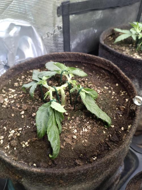 Dankberry Auto-Deep Pots, Full Potential. Week 4 - DB 1-3