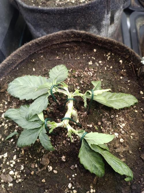 Dankberry Auto-Deep Pots, Full Potential. Week 4 - DB 1-4
