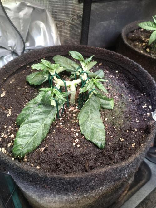 Dankberry Auto-Deep Pots, Full Potential. Week 4 - DB 1-5