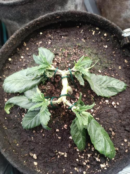 Dankberry Auto-Deep Pots, Full Potential. Week 4 - DB 1-6