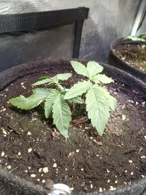Dankberry Auto-Deep Pots, Full Potential. Week 4 - DB 2-1