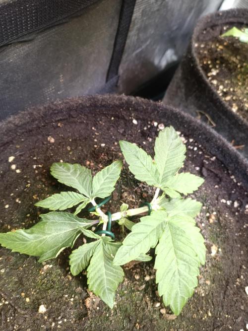 Dankberry Auto-Deep Pots, Full Potential. Week 4 - DB 2-2