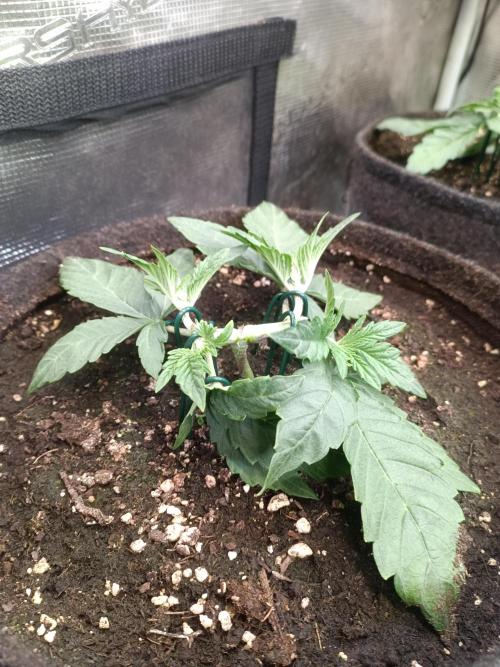 Dankberry Auto-Deep Pots, Full Potential. Week 4 - DB 2-3