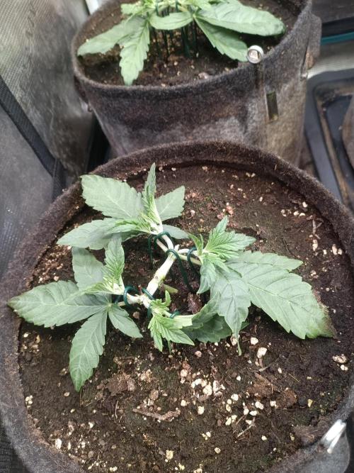 Dankberry Auto-Deep Pots, Full Potential. Week 4 - DB 2-4