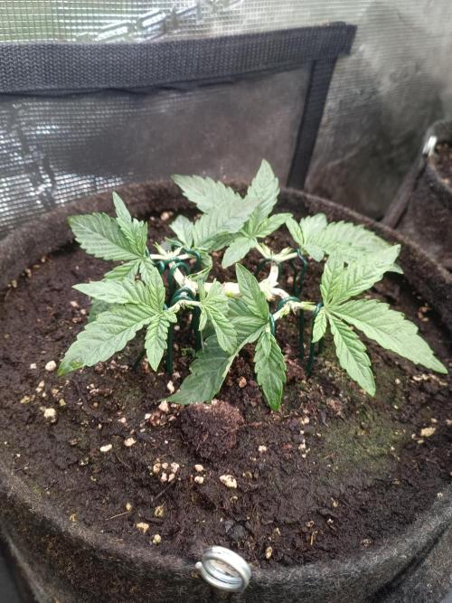Dankberry Auto-Deep Pots, Full Potential. Week 4 - DB 2-5