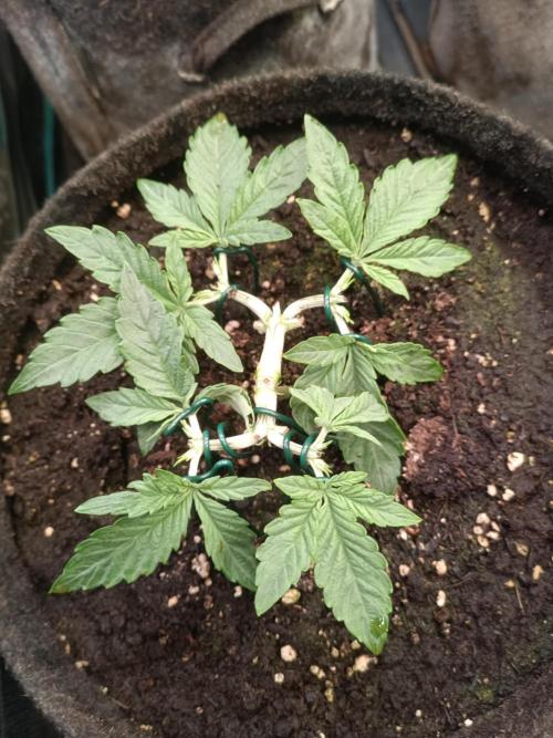 Dankberry Auto-Deep Pots, Full Potential. Week 4 - DB 2-6