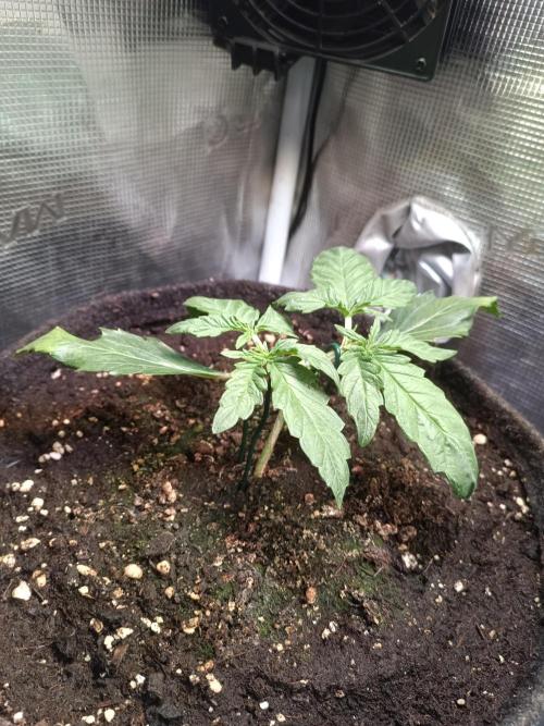 Dankberry Auto-Deep Pots, Full Potential. Week 4 - DB 3-1