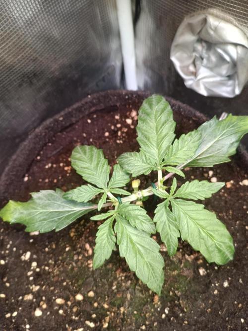 Dankberry Auto-Deep Pots, Full Potential. Week 4 - DB 3-2
