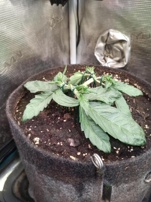 Dankberry Auto-Deep Pots, Full Potential. Week 4 - DB 3-3
