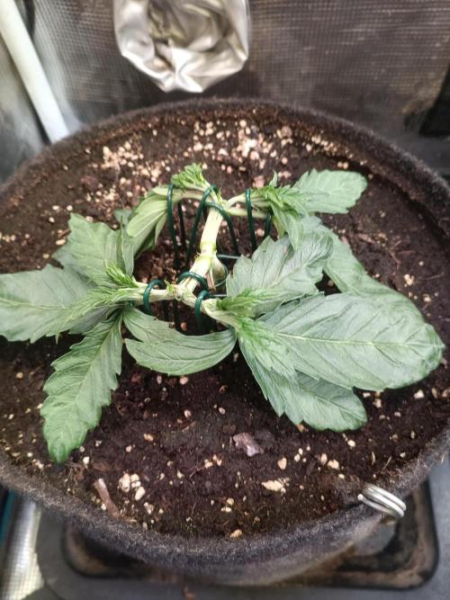 Dankberry Auto-Deep Pots, Full Potential. Week 4 - DB 3-4