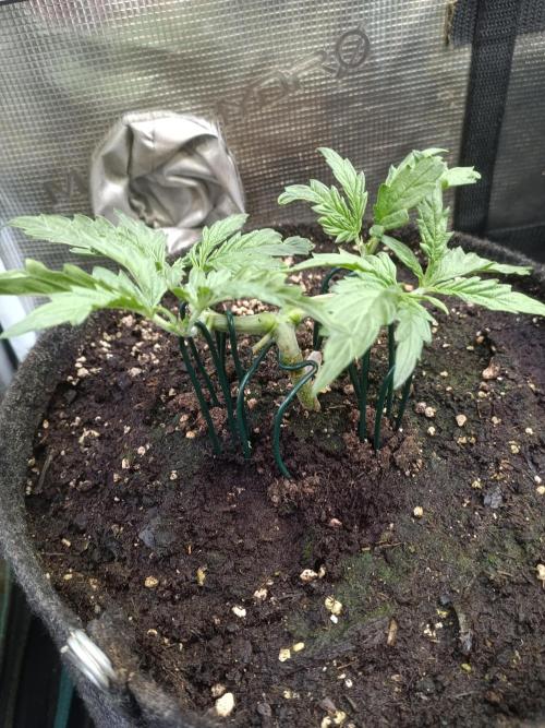 Dankberry Auto-Deep Pots, Full Potential. Week 4 - DB 3-5