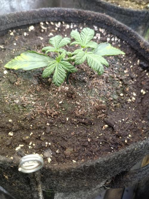 Lemon Cherry Cookies Auto. Week 4 - LCC 1-1