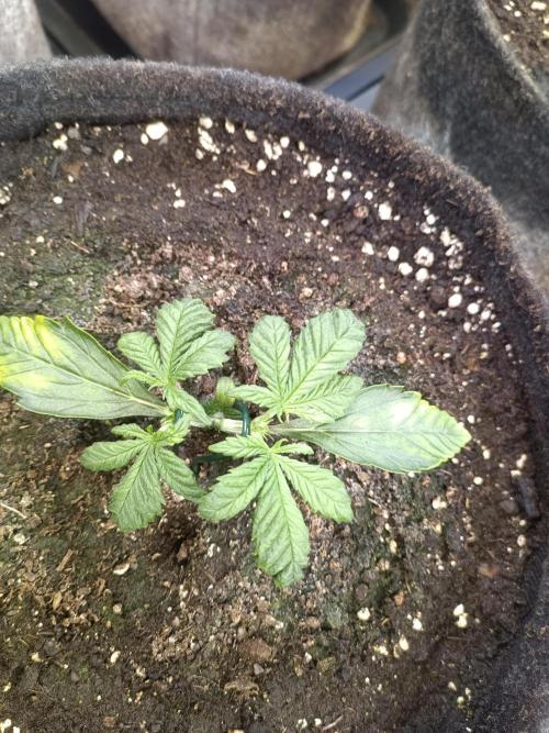 Lemon Cherry Cookies Auto. Week 4 - LCC 1-2