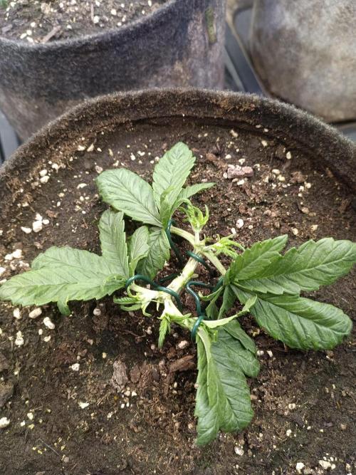 Lemon Cherry Cookies Auto. Week 4 - LCC 1-3