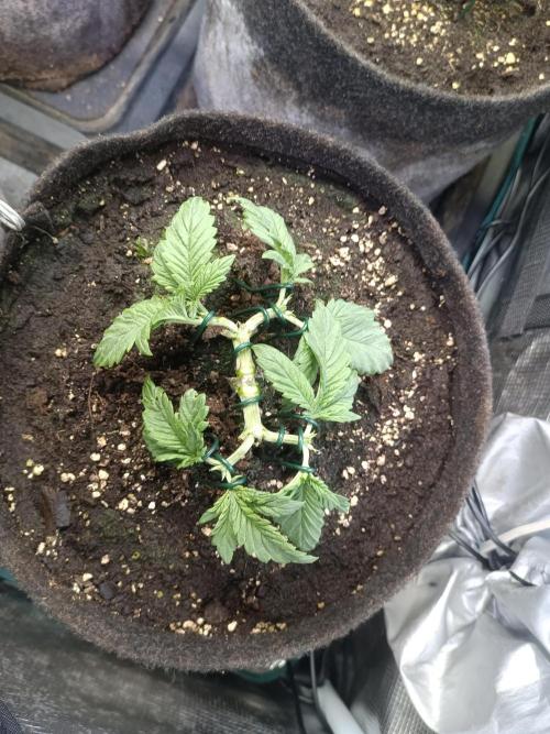 Lemon Cherry Cookies Auto. Week 4 - LCC 1-4
