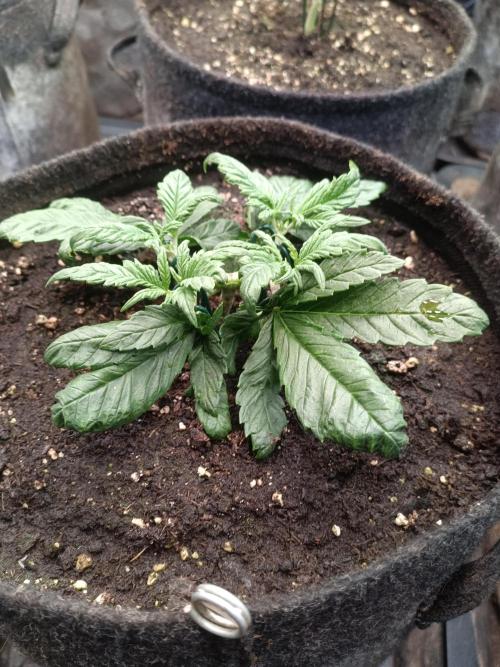 Lemon Cherry Cookies Auto. Week 4 - LCC 1-5
