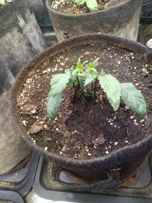 Lemon Cherry Cookies Auto. Week 4 - LCC 2-3